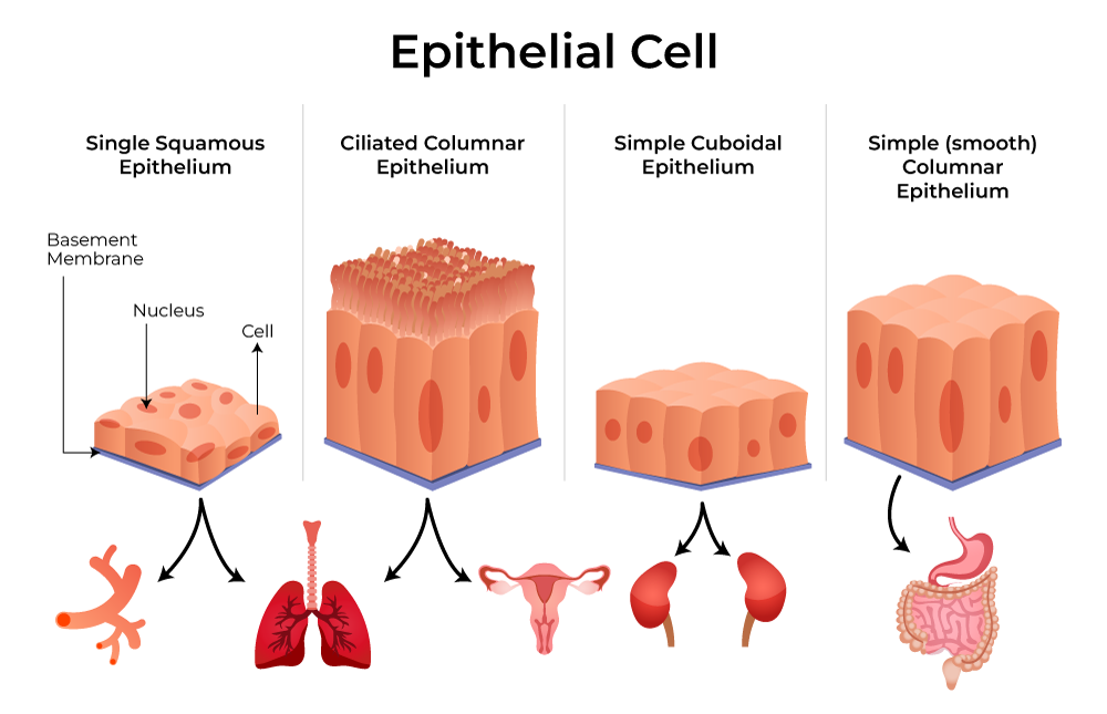 cellule epiteliali