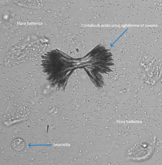 Cristallo candida microscopio Cristallo candida microscopio