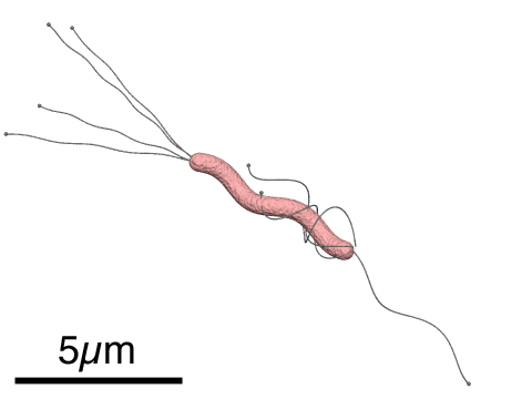 Helicobacter Pylori