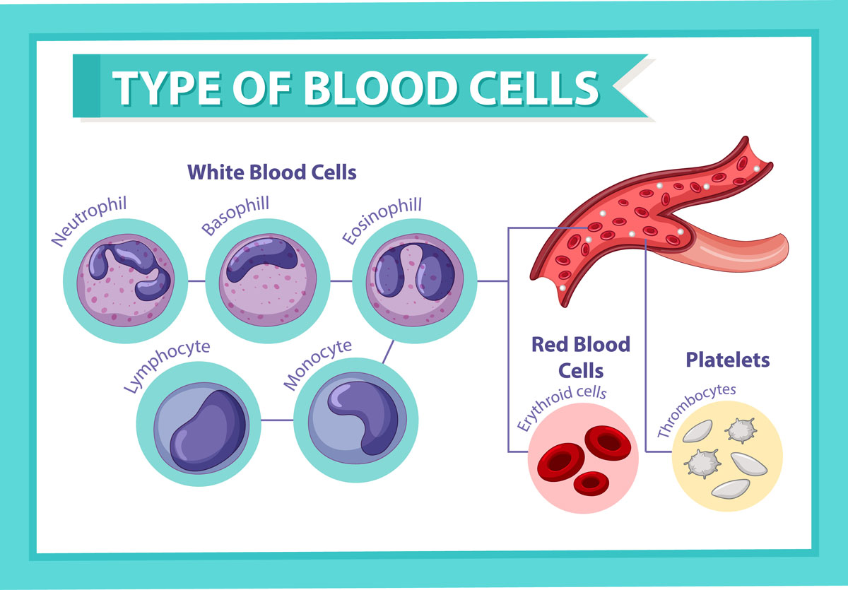 cellule monociti alti cellule monociti alti
