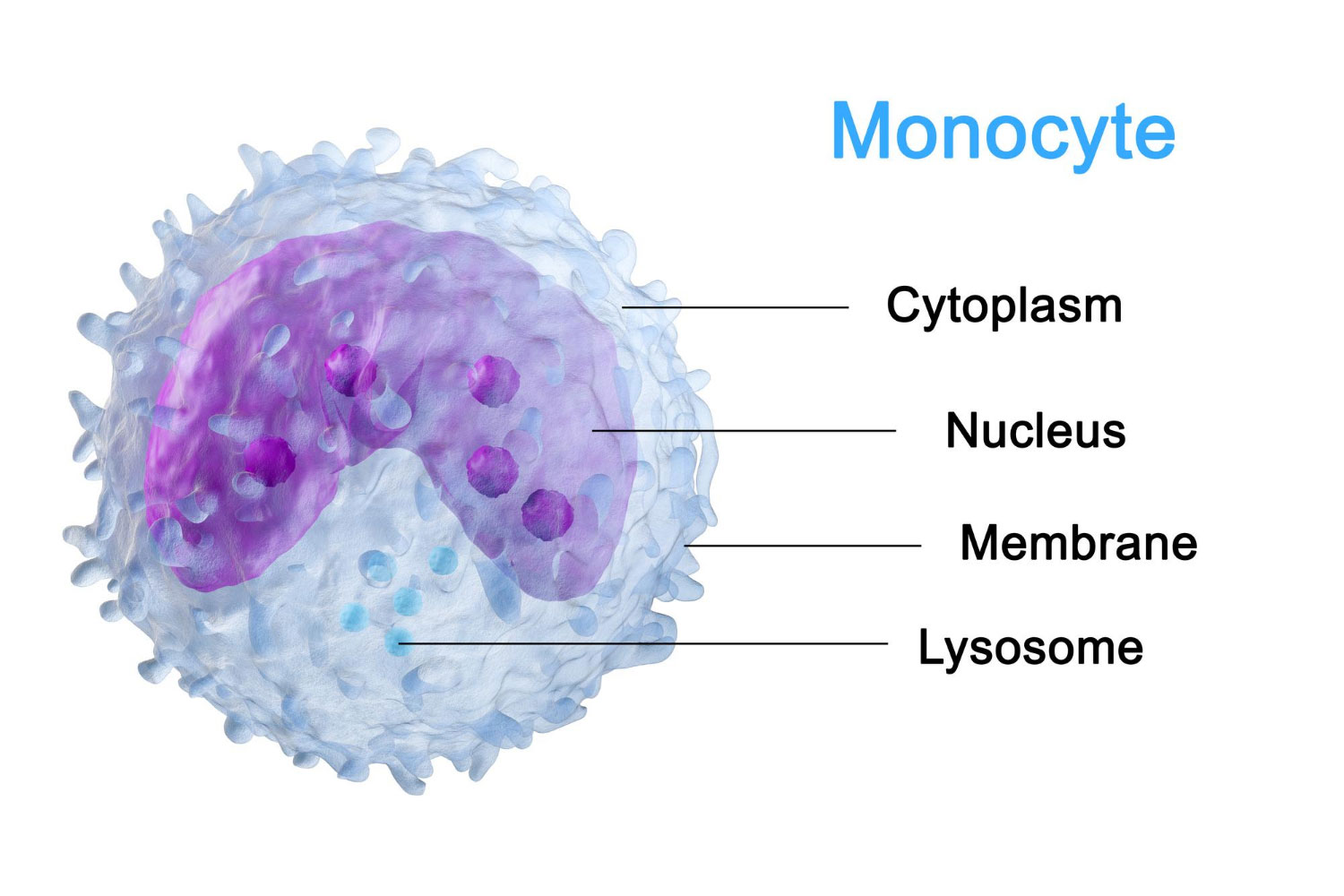 composizione monociti composizione monociti