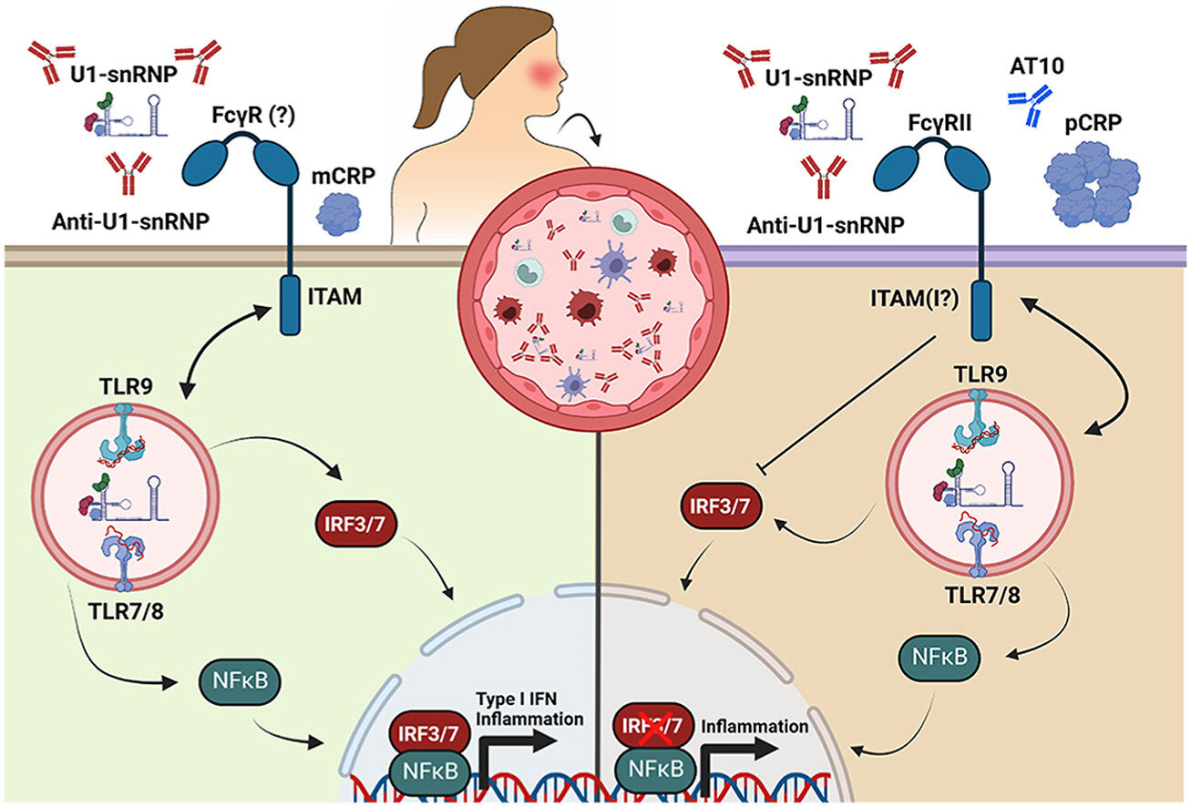 Proteina c reattiva alta Proteina c reattiva alta